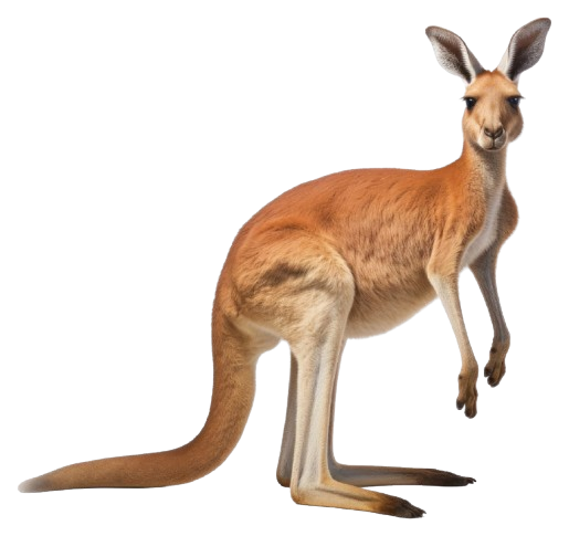 Kangaroo