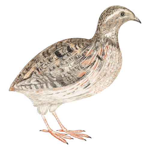 Quail