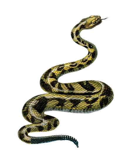 Snake